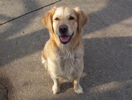 Golden Retriever One happy Cory =)