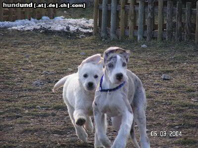 Golden Retriever bobby u. jar jar in der welpenschule