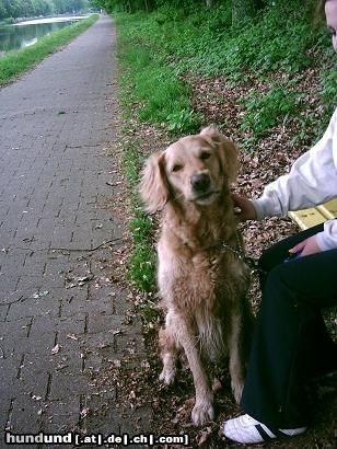 Golden Retriever Tierheimausführhund