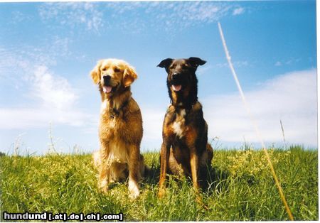 Golden Retriever Jella und chicco