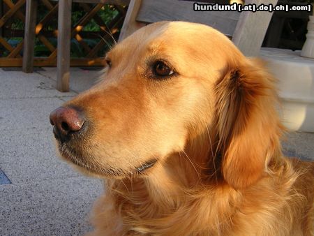 Golden Retriever mein kleiner haariger Nachbar