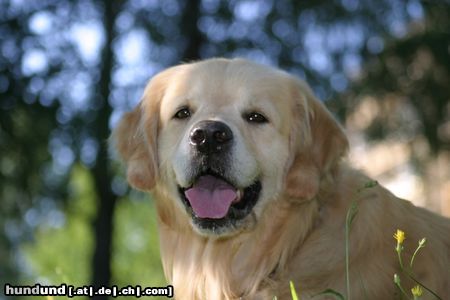 Golden Retriever Rocky Porträt