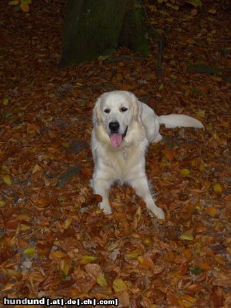 Golden Retriever Kenay im Herbstlaub