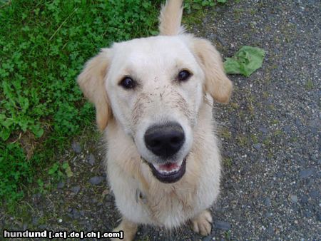 Golden Retriever Kaja nach der Mäusjagd