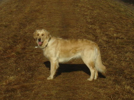 Golden Retriever Frühlingssonne schnuppern