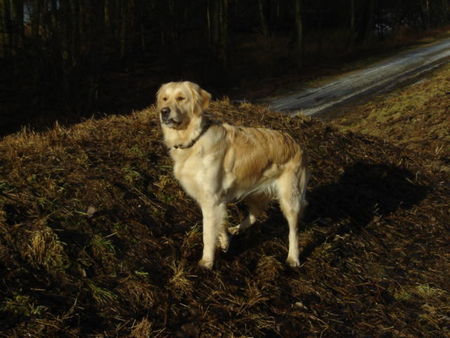 Golden Retriever Frühlingssonne schnuppern