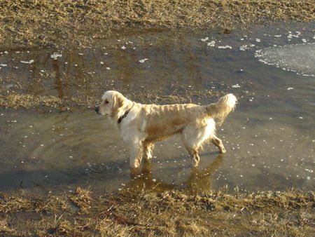 Golden Retriever Auch diese Pfütze ist meins *ggg*