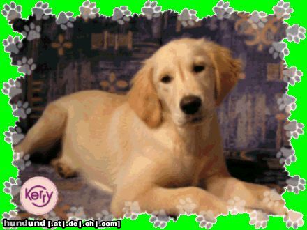 Golden Retriever Kerry am Sofa