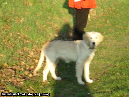 Golden Retriever Kerryline geniesst die letzten Sonnenstrahlen