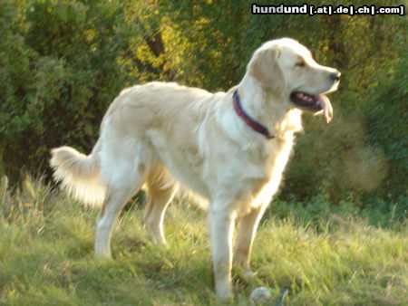 Golden Retriever noch mal schnell Herbstsonne schnuppern