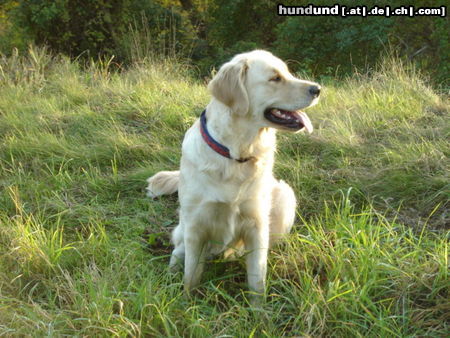 Golden Retriever noch mal schnell Herbstsonne schnuppern