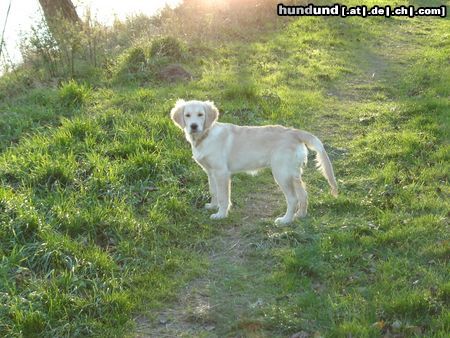 Golden Retriever Kerry`s suche nach den Sonnenstrahlen