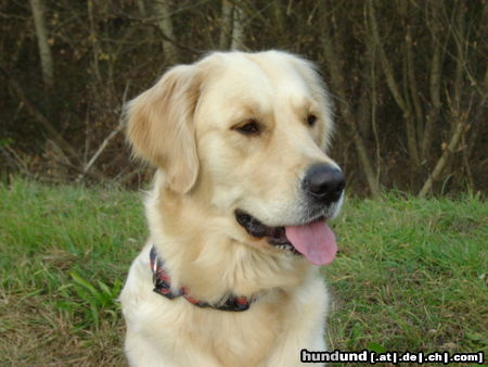 Golden Retriever Das bin Ich*ggg*beim Beobachten