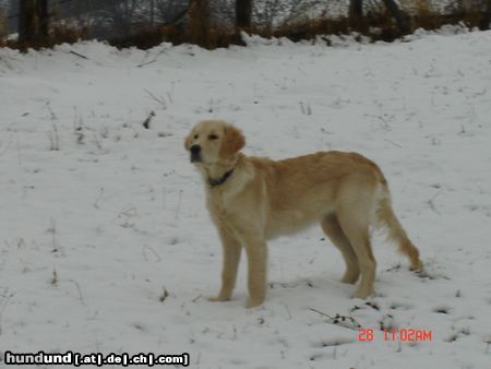 Golden Retriever