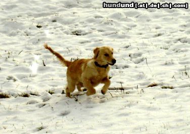 Golden Retriever Schnee ist so schön