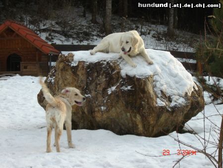 Golden Retriever besuch bei mama