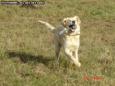 Golden Retriever Der Ball gehört mir!!