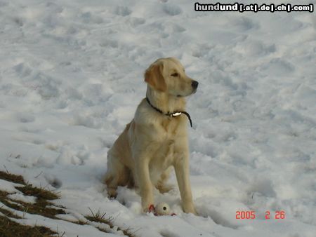 Golden Retriever Kerryline auf Beobachtungposten