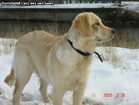 Golden Retriever Kerryline nach ihrer Lieblingsbeschäftigung,GRABEN