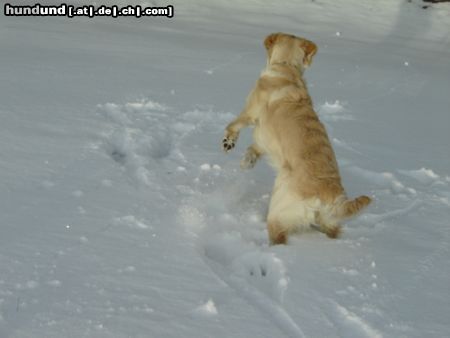 Golden Retriever Winter in Wien