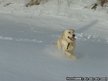 Golden Retriever Kerryline liebt den Schnee