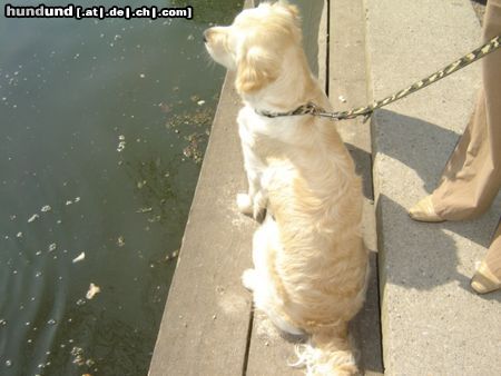 Golden Retriever wie gern möcht ich da hinein