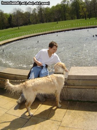 Golden Retriever Kleine Abkühlung gefällig