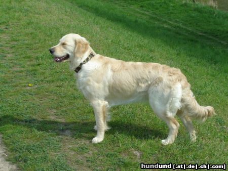 Golden Retriever Frühlngs sonne schnuppern