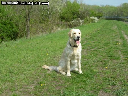 Golden Retriever Frühlngs sonne schnuppern