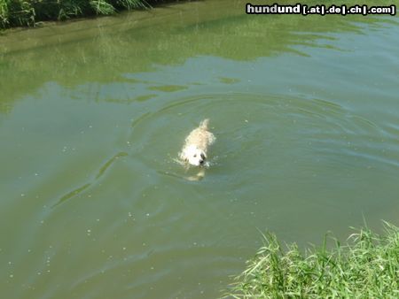 Golden Retriever ist das schön