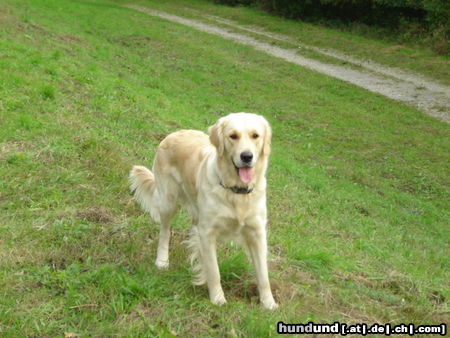 Golden Retriever Worauf wartest du?