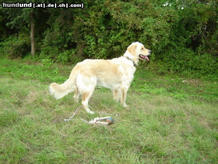 Golden Retriever Siehst du das was ich sehe?