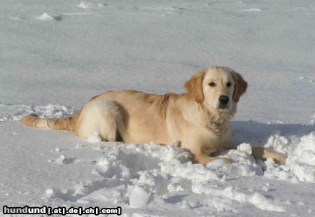 Golden Retriever Kerry im Schnee