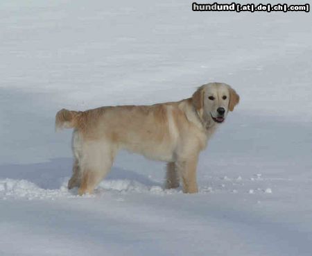 Golden Retriever Das macht Spaß