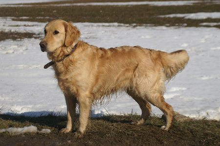 Golden Retriever Golden Retriever Hündin Kira