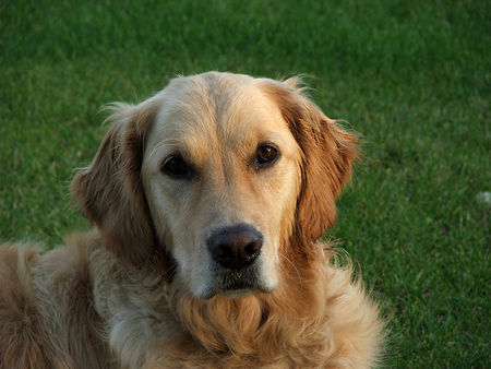 Golden Retriever Golden Retriever Hündin Kira