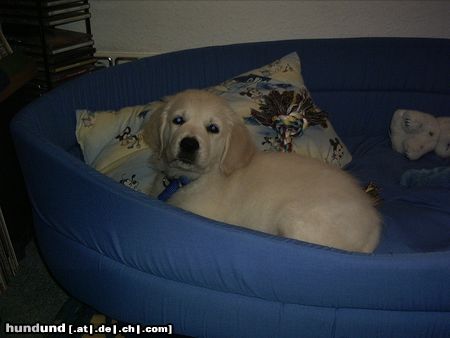 Golden Retriever ich steh später auf,gute nacht