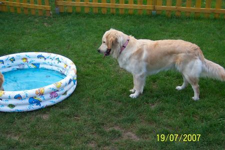 Golden Retriever Lilly