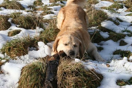 Golden Retriever Unser Larry liebt es Äste und große Holzbalken zu zerkleinern