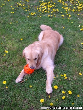 Golden Retriever Cico 2,5 Jahre