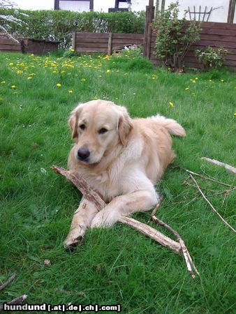 Golden Retriever Cico 2,5 Jahre