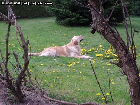 Golden Retriever Cico 2,5 Jahre