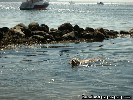 Golden Retriever Cico - is meine Lieblingsbeschäftigung.... -