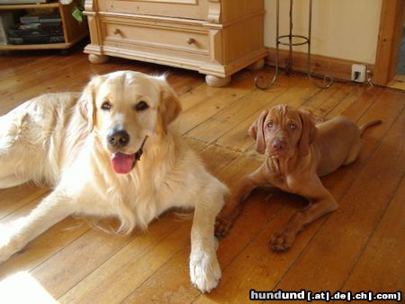 Golden Retriever Cico u Lena - sind wir zwei nicht der absolute Wahnsinn???? - ....