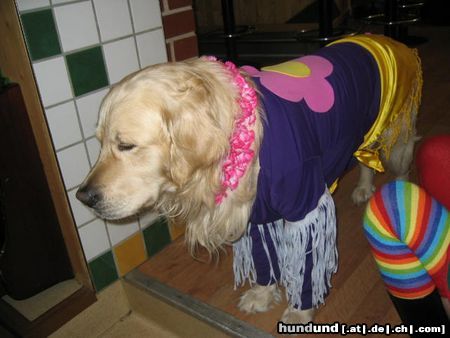 Golden Retriever War heut am Kindergeburtstag