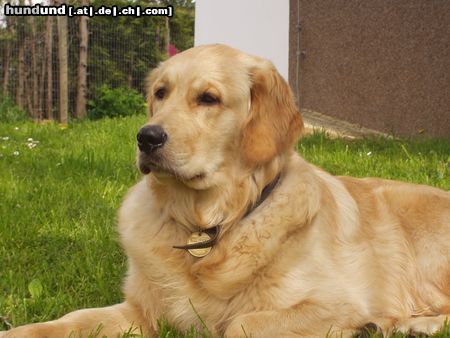 Golden Retriever Ein Aufpasser und Kuschelbär zu gleich