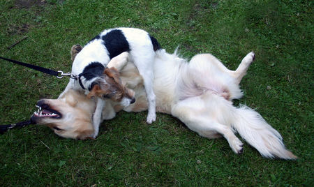 Golden Retriever Mira beim spielen