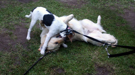 Golden Retriever Mira beim spielen