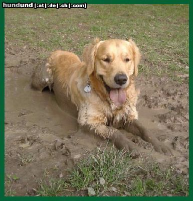 Golden Retriever Leute, so ein Schlammbad ist das was Herrliches, Euer Max