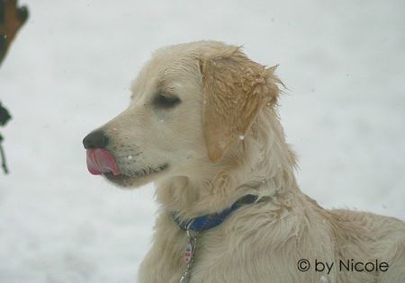 Golden Retriever merlin_10